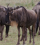 Wildebeest in Serengeti